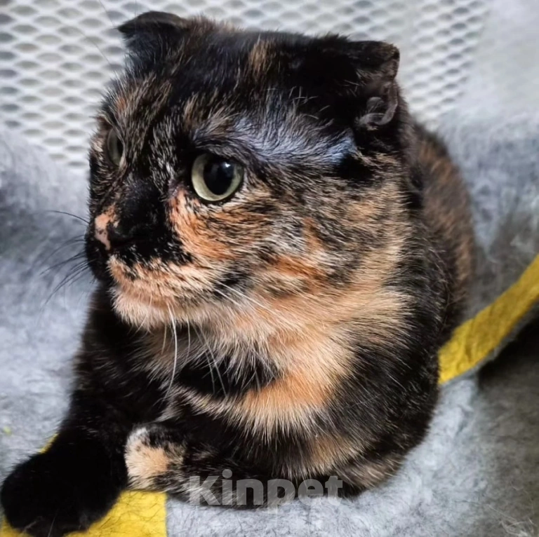 Кошки в Москве: Чапу не замечают Девочка, Бесплатно - фото 4