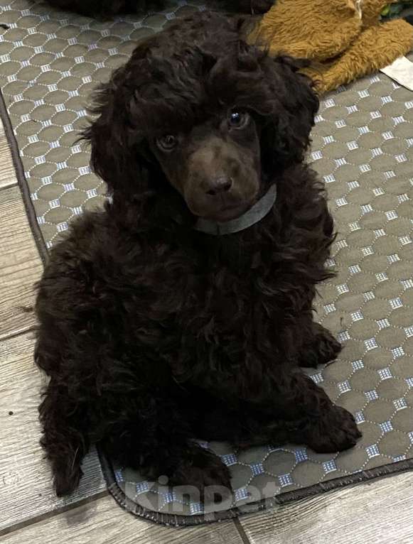 Собаки в Москве: Щенки пуделя Девочка, 100 000 руб. - фото 3