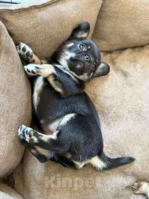 Собаки в других городах Московской области: Девочка чихуахуа  Девочка, 50 000 руб. - фото 4