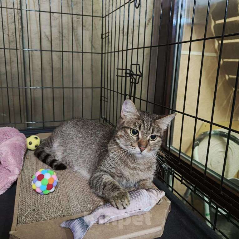 Кошки в Москве: Кошечка в добрые руки Девочка, Бесплатно - фото 4