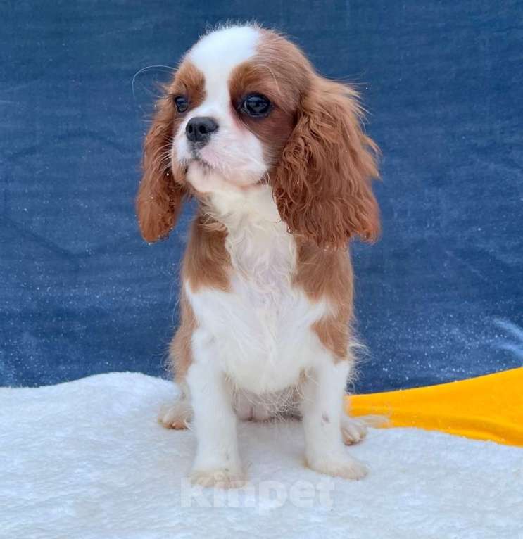 Собаки в Санкт-Петербурге: БЕСТ ИЛРЕАН ИЛЬСУРА Девочка, 230 000 руб. - фото 2