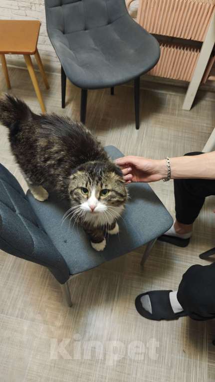 Кошки в Москве: В добрые руки Мальчик, Бесплатно - фото 1