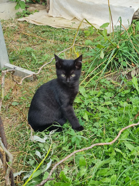 Кошки в других городах Ленинградской области: Котенок мальчик серьезный Мальчик, Бесплатно - фото 1
