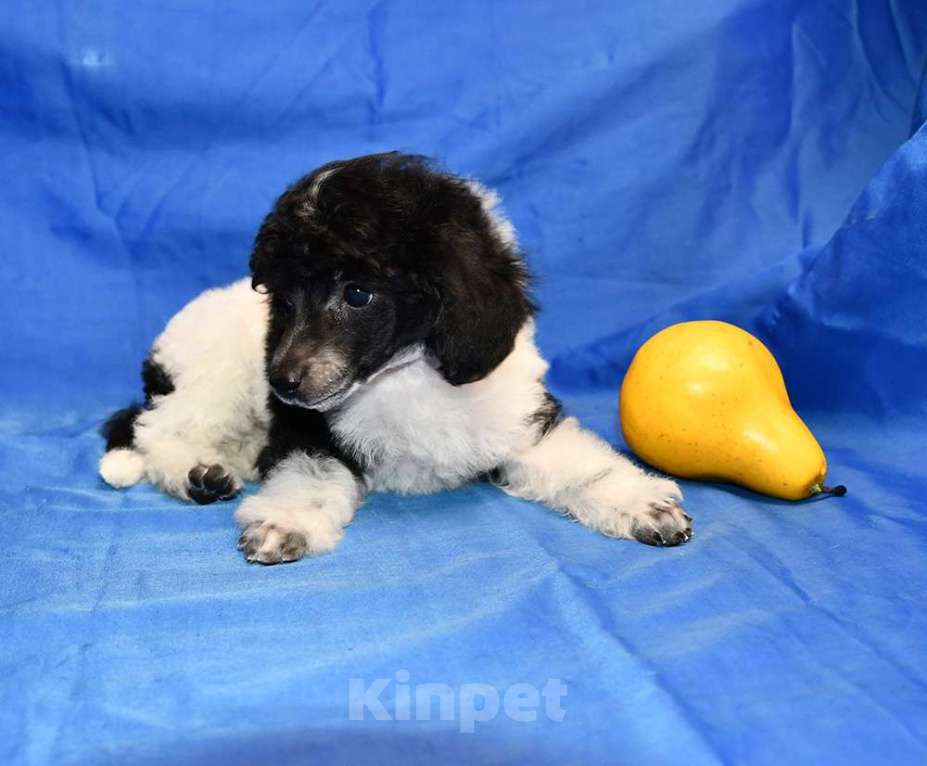 Собаки в Долгопрудном:  ТОЙ ПУДЕЛЬ ДЖЕНТЛИ БОРН ПИККЕР Мальчик, 75 000 руб. - фото 7