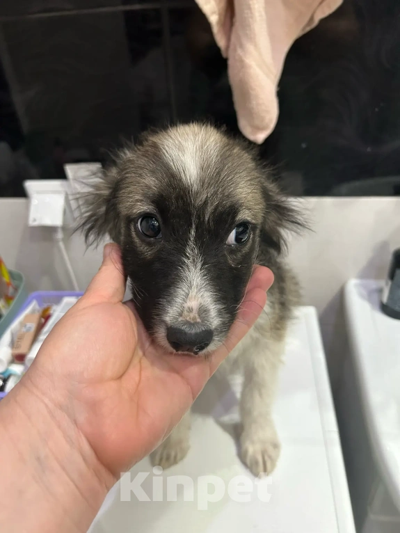 Собаки в Москве: Щенки ищут дом! Девочка, Бесплатно - фото 7