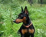 Собаки в Климовске: Вязка Цвергпинчер, 100 руб. - фото 4