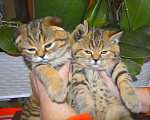 Кошки в Москве: Эксклюзивные Шотландские котята тигрята, 14 500 руб. - фото 3