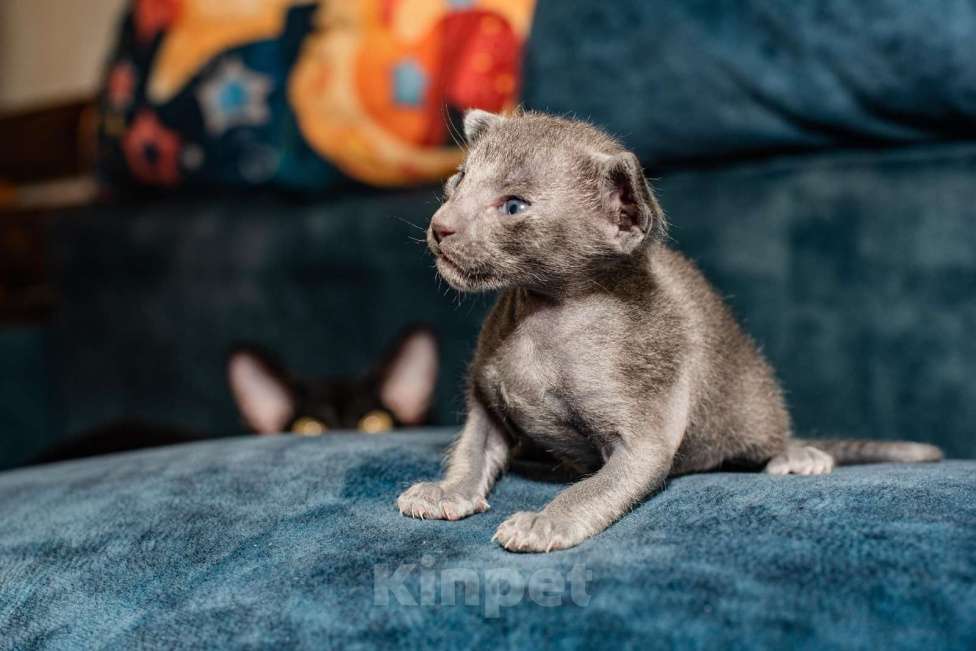 Кошки в Ростове-на-Дону: Ориенталтная кошечка Девочка, 20 000 руб. - фото 2