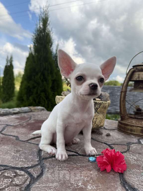 Собаки в Москве: Белоснежный щенок чихуахуа девочка короткошерстная   Девочка, 45 000 руб. - фото 3