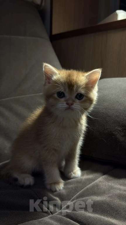 Кошки в Москве: Британская короткошерстная золотого окраса Разнополые, 30 000 руб. - фото 7