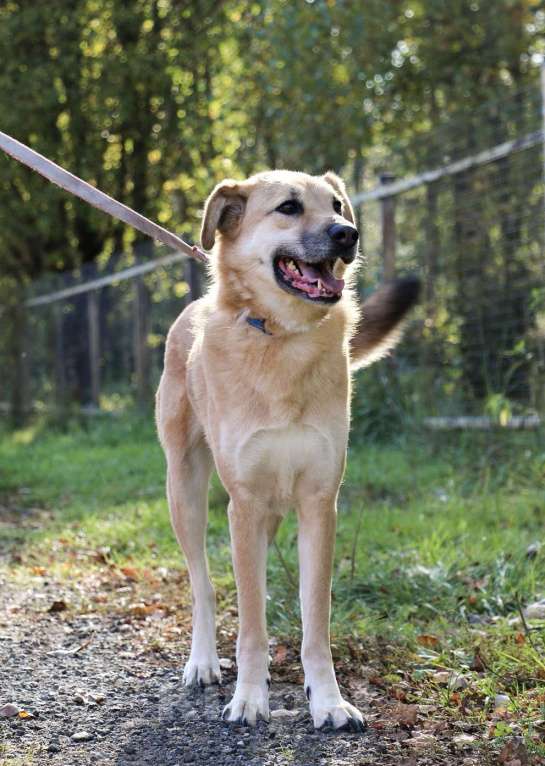 Собаки в Москве: Чудесная Барабулька ищет дом и любящую семью! Девочка, Бесплатно - фото 6