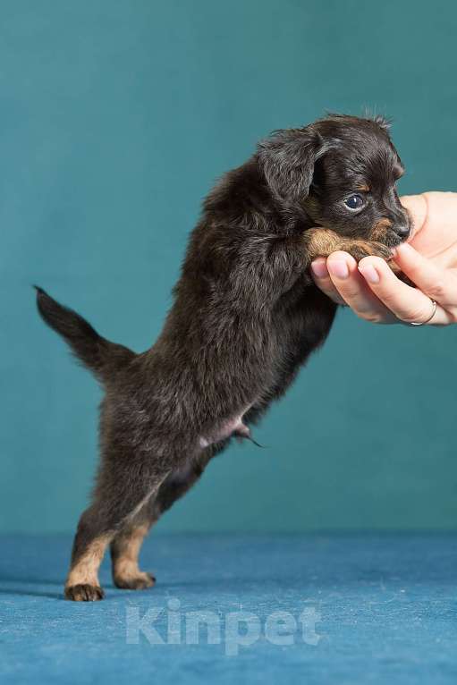 Собаки в Вологде: Русский Той Мальчик, Бесплатно - фото 5