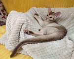 Кошки в Тюмени: Аби антистресс серебро Мальчик, Бесплатно - фото 1