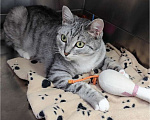 Кошки в Москве: Молодая кошечка Туся в самые добрые руки! Девочка, Бесплатно - фото 5
