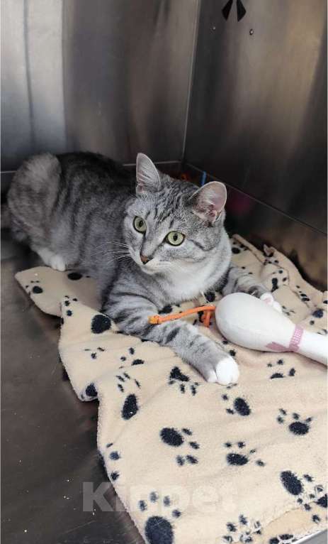 Кошки в Москве: Молодая кошечка Туся в самые добрые руки! Девочка, Бесплатно - фото 5