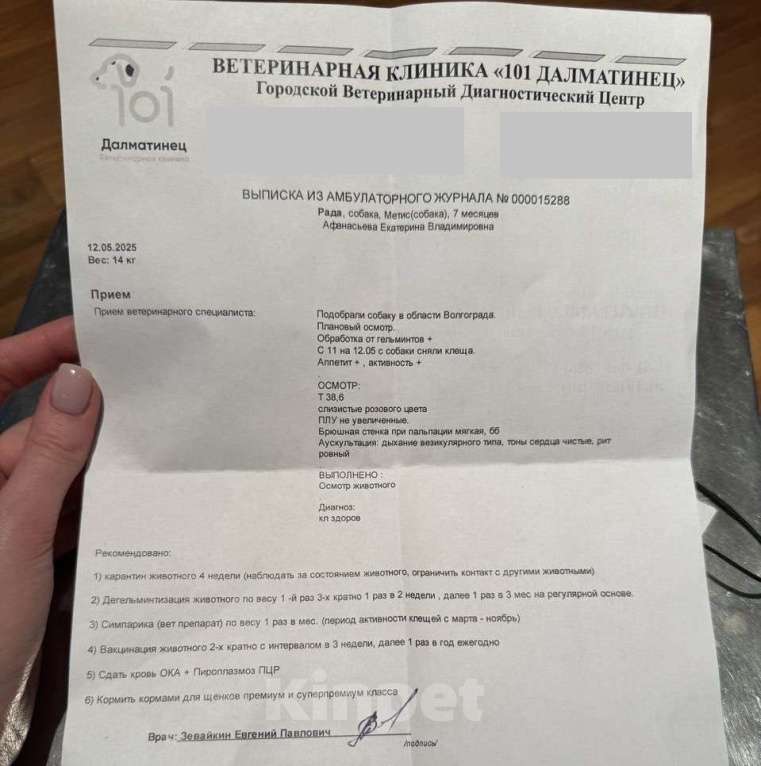 Собаки в Москве: Ласковая девочка метис австралийской овчарки с шестью пальчиками Девочка, Бесплатно - фото 7