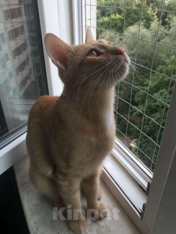 Кошки в Москве: Ищем дом для Солнышка Мальчик, Бесплатно - фото 4