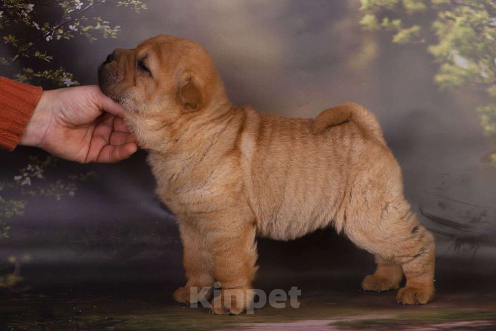 Собаки в Москве: Щенок шарпея СимСимыч Мальчик, 25 000 руб. - фото 5