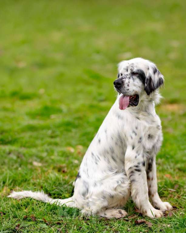 Собаки в Москве: Английский сеттер Каспер ищет дом. Мальчик, Бесплатно - фото 2