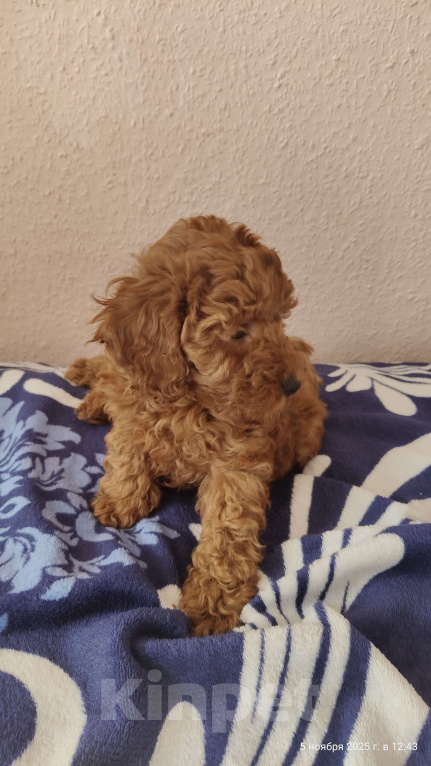 Собаки в Мытищах: Миниатюрный пудель Адель Девочка, 150 000 руб. - фото 6