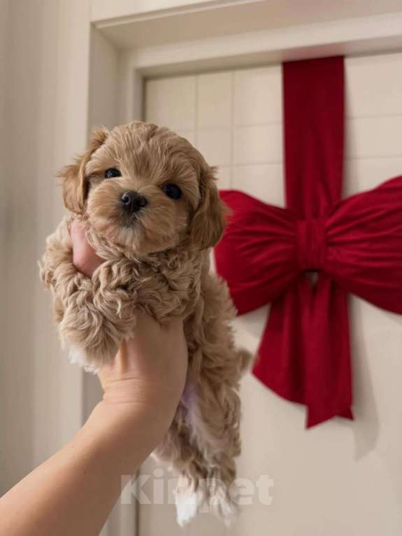 Собаки в Краснодаре: Мальтипу , щенок Мальчик, 180 000 руб. - фото 2