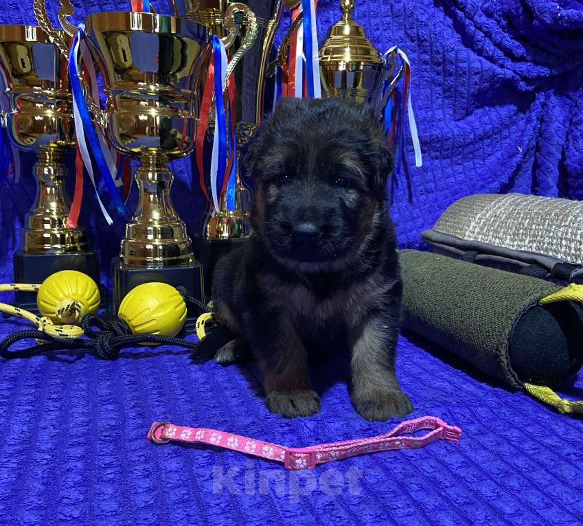 Собаки в Петрозаводске: Щенки немецкой овчарки от титулованных производителей. Разнополые, 80 000 руб. - фото 7