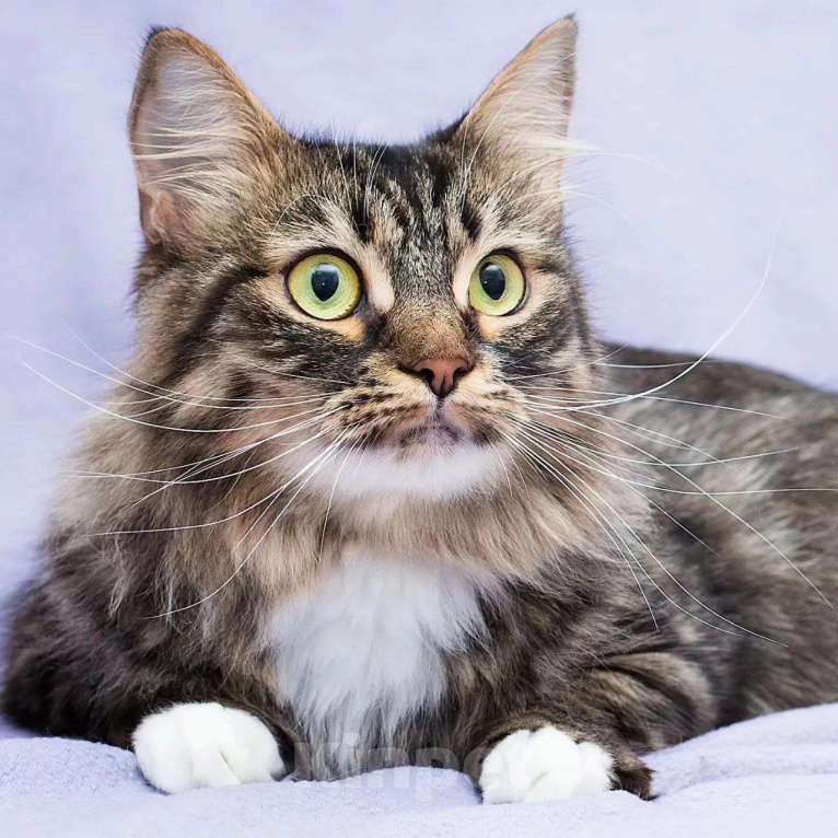 Кошки в Москве: Пушистую кошечку никто не замечает Девочка, Бесплатно - фото 4