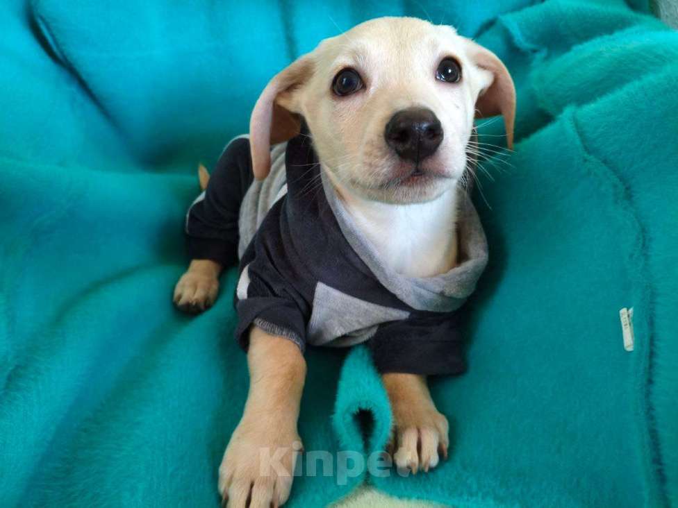 Собаки в Санкт-Петербурге: Маленький красивый щенок ищет дом Мальчик, Бесплатно - фото 2