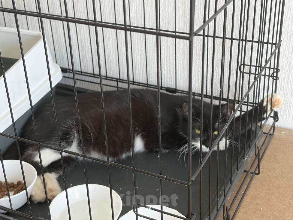 Кошки в Санкт-Петербурге: Подросток из приюта в добрые руки Девочка, Бесплатно - фото 6