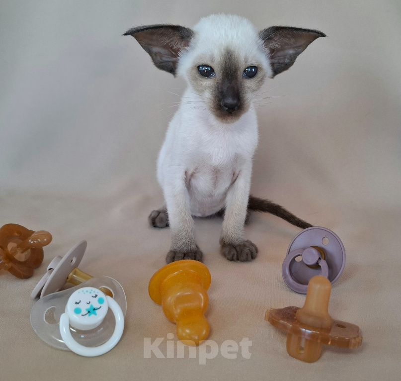 Кошки в Мурманске: Ориентальные котята 😺 Девочка, Бесплатно - фото 2