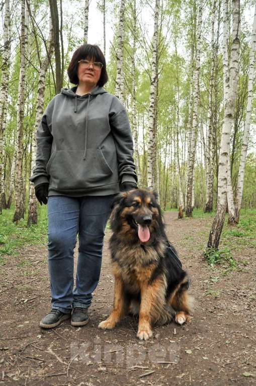 Собаки в Ногинске: Ербол в переводе с каз. «Будь настоящим мужчиной». Мальчик, Бесплатно - фото 3