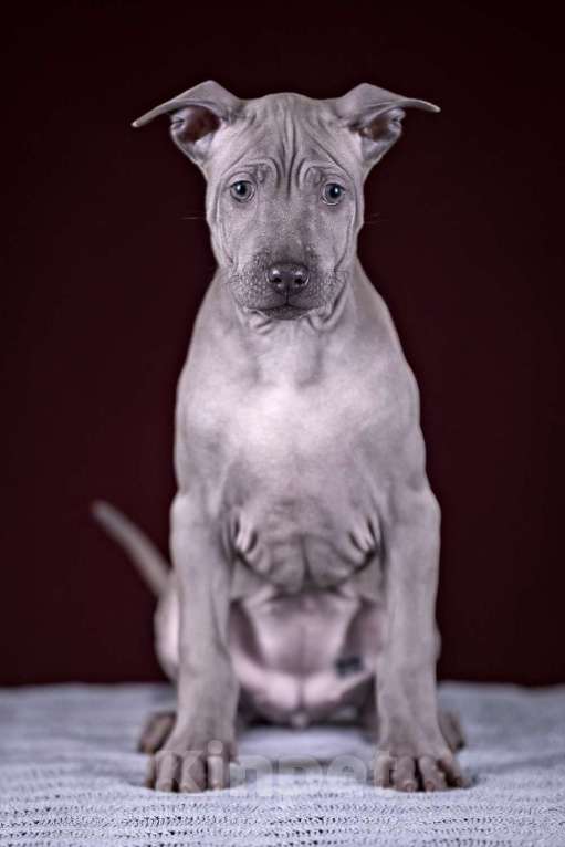 Собаки в других городах Московской области: Щенок Тайского Риджбека Девочка, 100 000 руб. - фото 5