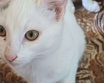 Кошки в других городах Пермского края: Кошка Девочка, Бесплатно - фото 3