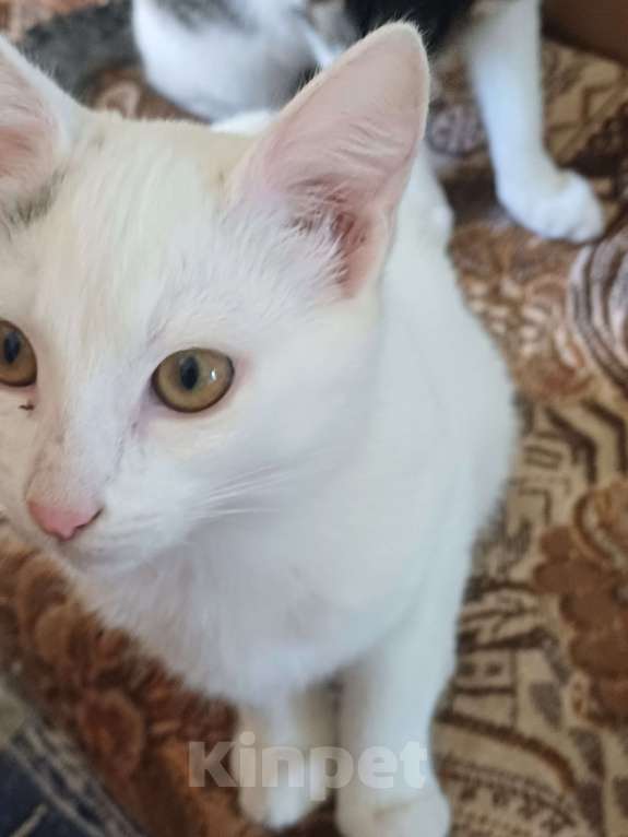 Кошки в других городах Пермского края: Кошка Девочка, Бесплатно - фото 3