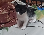 Кошки в Владимире: Котята ищут семью Разнополые, Бесплатно - фото 1