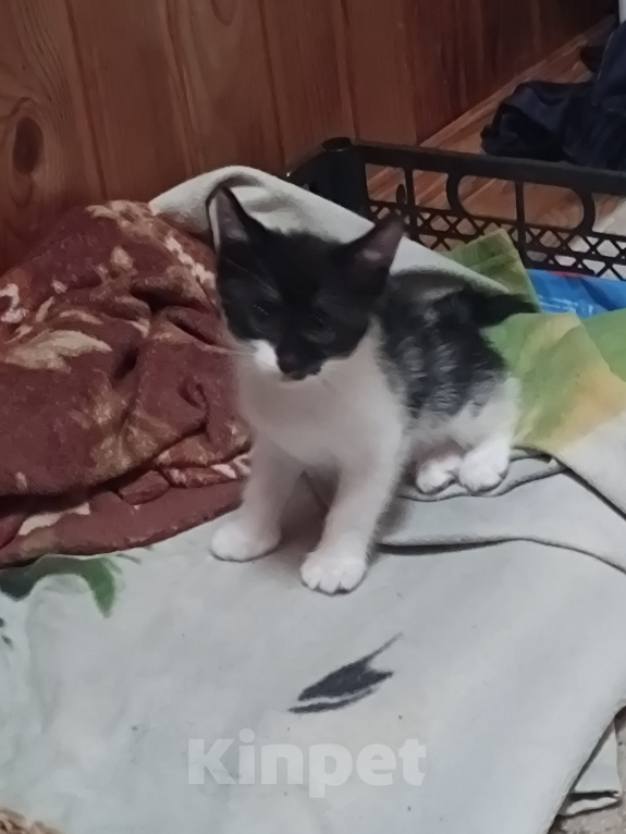 Кошки в Владимире: Котята ищут семью Разнополые, Бесплатно - фото 1