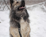Собаки в Москве: Реми Мальчик, Бесплатно - фото 4
