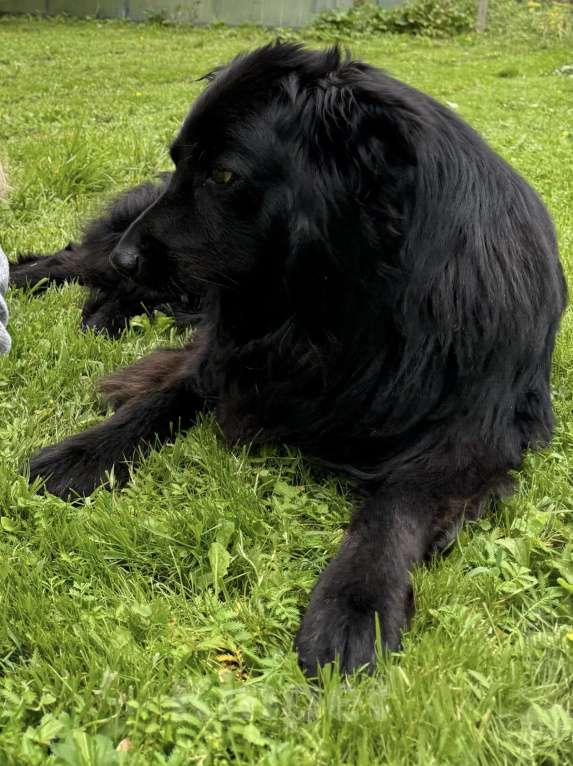 Собаки в других городах Московской области: Пропал друг семьи  Мальчик, 50 000 руб. - фото 2