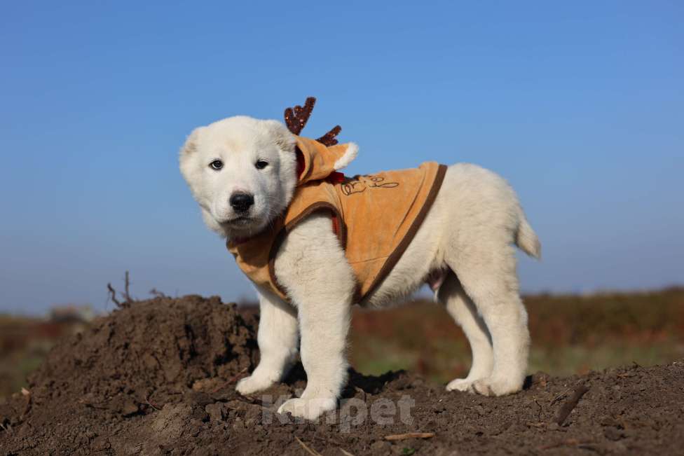 Собаки в Краснодаре: Щенки алабая Мальчик, 50 000 руб. - фото 1