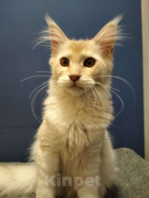 Кошки в Новосибирске: Крупный котенок мейн кун Мальчик, Бесплатно - фото 2