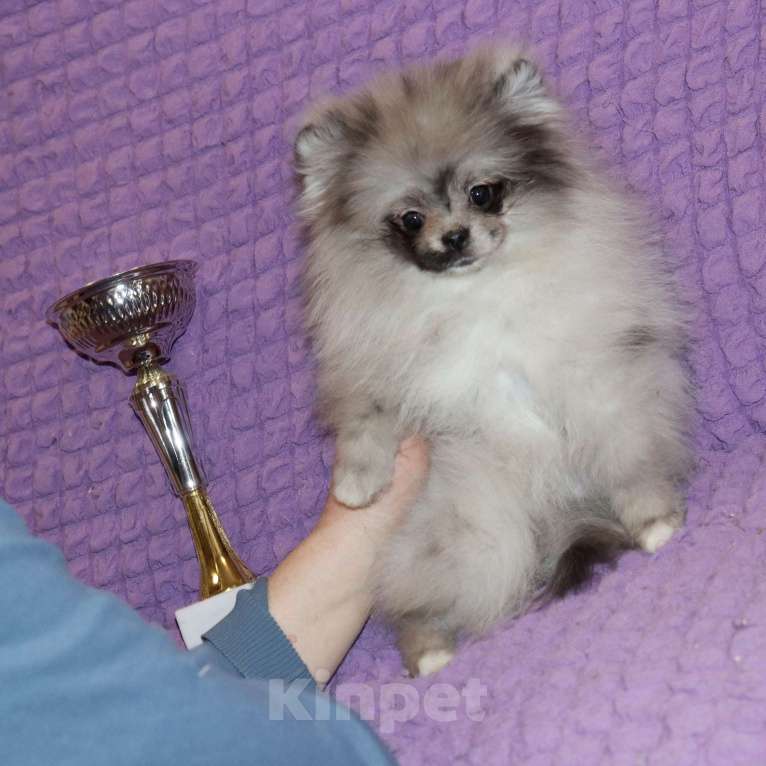 Собаки в Москве: Шикарная красотка шпица Девочка, 55 000 руб. - фото 2