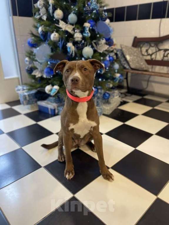 Собаки в Москве: Шоколадный щенок питбуля Миса в добрые руки Девочка, 1 руб. - фото 3