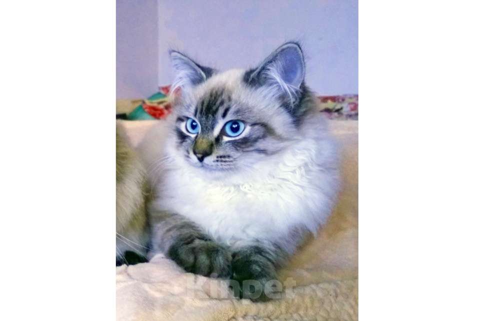 Кошки в Краснодаре: Котята Невская маскарадная color point blue пушистый кот Мальчик, 26 000 руб. - фото 7