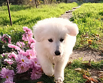 Собаки в Евпатории: Предлагаются щенки белой швейцарской овчарки Девочка, Бесплатно - фото 6