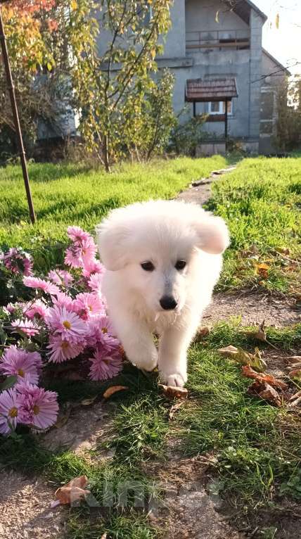 Собаки в Евпатории: Предлагаются щенки белой швейцарской овчарки Девочка, Бесплатно - фото 6