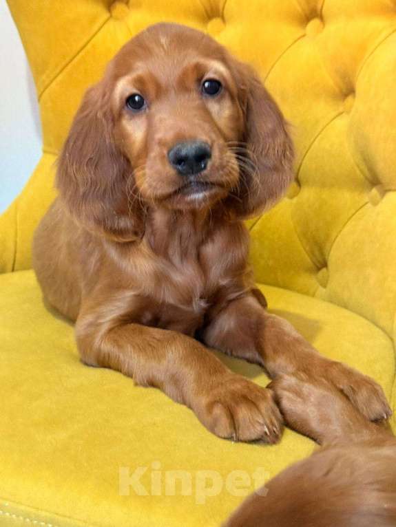 Собаки в Москве: Щенки ирландского сеттера Девочка, 75 000 руб. - фото 3