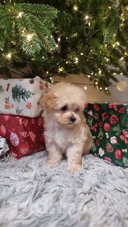 Собаки в Москве: Супер мини Мальтипу  Девочка, 120 000 руб. - фото 4