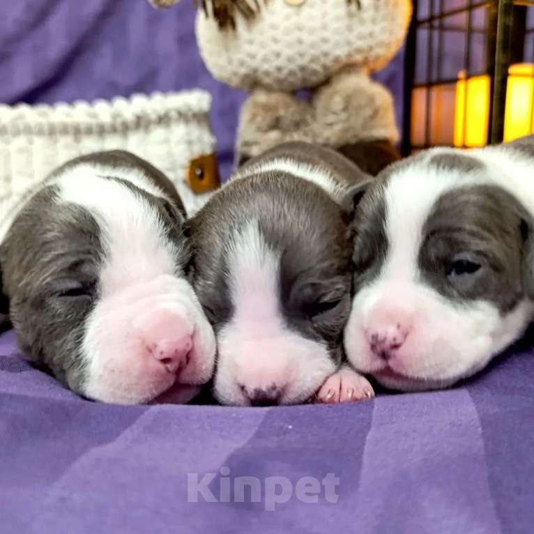 Собаки в Липецке: Голубые щенки амстафф Мальчик, 70 000 руб. - фото 5