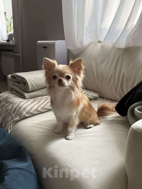 Собаки в Москве: Отдаём в добрые руки породистого длинношерстного чихуахуа — очень нежный и ласковый мальчик! Мальчик, Бесплатно - фото 2