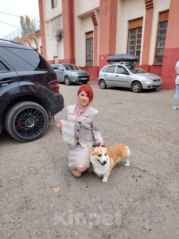 Собаки в Краснодаре: Вельш корги пемброк, кобель шоу класса Мальчик, 35 000 руб. - фото 5